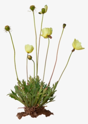 3d View - Papaver Radicatum
