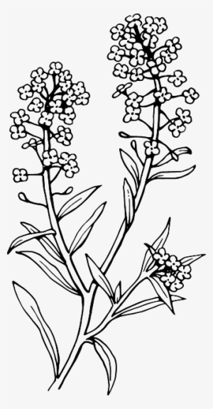 Outline, Flower, Plant, Tattoo, Botany - Black And White Lavender Clip Art