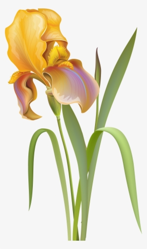 Iris Flower Png Clip Art - Iris Flower Images Png