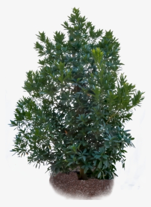 Japanese Blueberry - Fir Tree Png