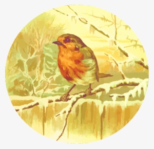 Robin Png