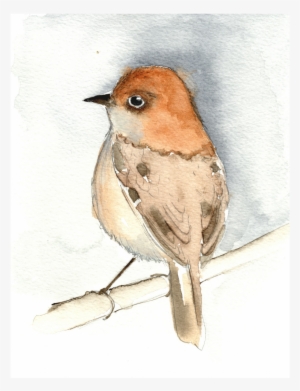 Bird Watercolour Jpeg - European Robin