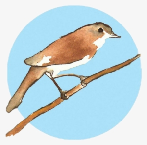 Watercolor Watercolour Watercolors Bird Animal Babyblue - Nightingale