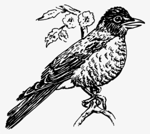 This Free Icons Png Design Of Robin 3