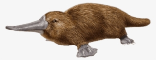 Free Png Download Duck Billed Platypus Png Images Background - Duck Billed Platypus Png