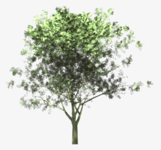 Anterior Siguiente - Backhousia Myrtifolia