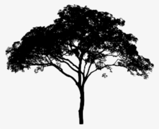 Arbol Sticker - Mitis For Miles & Miles