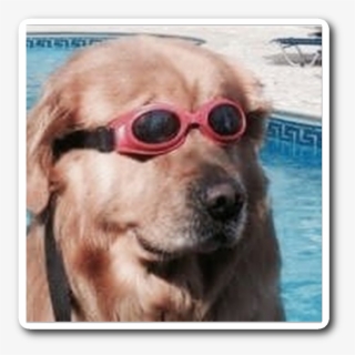 Doggo Life Guard - Heckin Doggo