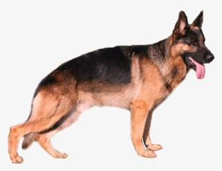 German Shepherd - Deutscher Schäferhund