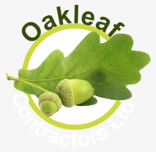 Oakleaf Contractors Ltd - Olive