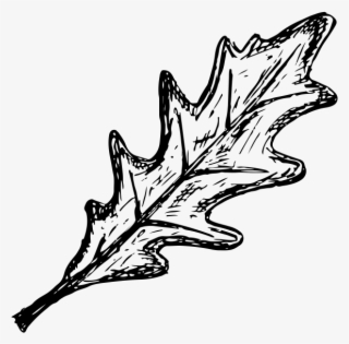 Sketch
