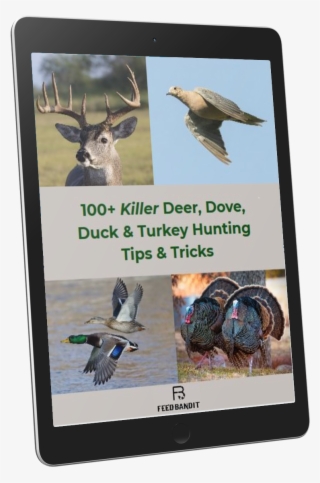 100 Killer Hunting Tips & Tricks That'll Up Your Game - Blue-footed Booby