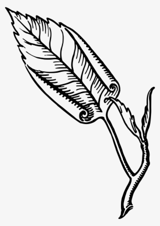 This Free Icons Png Design Of Involute Leaf