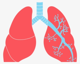 Lungs Black And White Vector