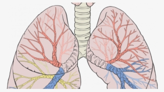Understanding Copd And Its Effects On The Lungs - Structure Of Human Lung Diagram