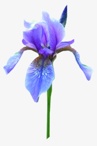 Iris Png