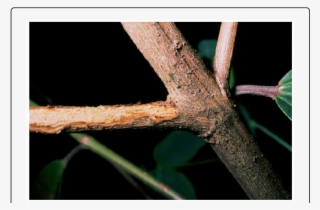 Twig With Bark Damaged By Female Of O - Macro Photography