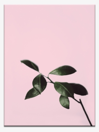 Musk Twig - Mood Board Color Food