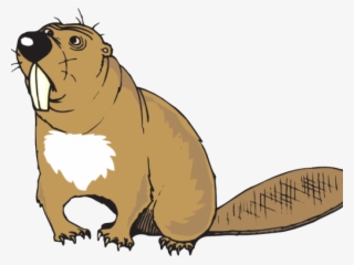 Beaver Teeth Clip Art