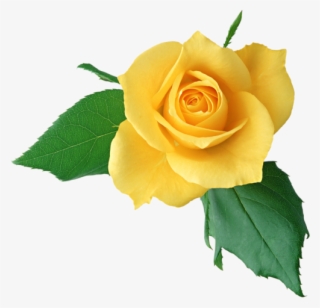 Rose Pictures, Amazing Pictures, Rose Clipart, Yellow - Single Rose Flower Hd Png