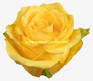 Idole Roses - Floribunda