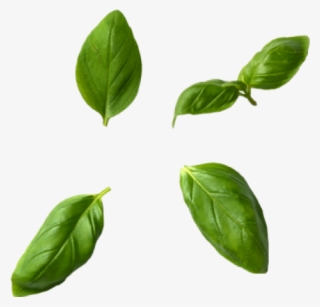 Basil Leaves - Basil Leaves Png