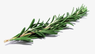 Banner Library Library Herbs Drawing Herb Bouquet - Mexican Pinyon