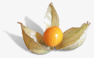 Physalis Is A Delicious Fruit From Peru - Peruvian Groundcherry