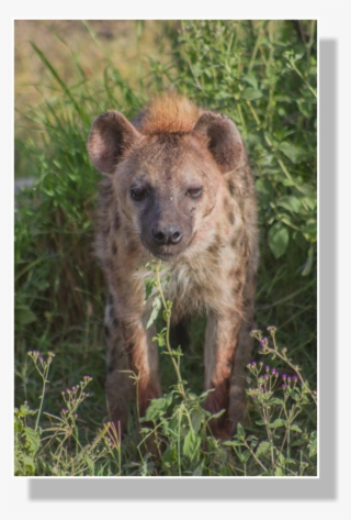 Spotted Hyena Populations Began To Shrink After Roughly - Spotted Hyena