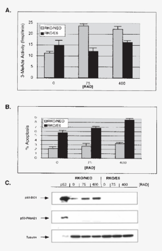 Rko/neo Or Rko/e6 Cells Were Treated With G Irradiation - Diagram