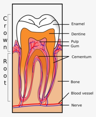 Parts Of A Tooth Lakeshore Dentist Mississauga Lorne - Tooth Diagram Periodontal Ligament