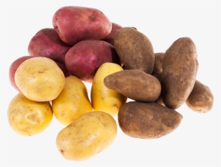 Types Of Potato ›› - Russet Burbank Potato