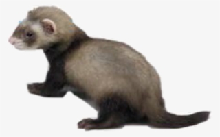 Report Abuse - Weasel