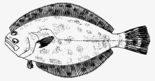 Southern Flounder - Flounder Clipart