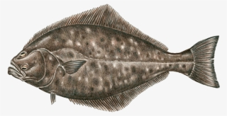 Pacific Halibut - Sole