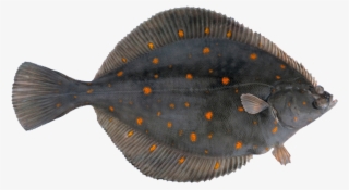 Plaice - Scholle Fisch