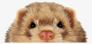 Keeping Ferrets Safe - Ferret