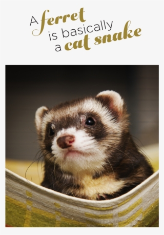 A Ferret Is Basically A Cat Snake