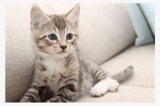 Photo Of Snickers Nk2855 - Kitten