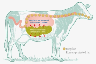 Figure 1 Dietary Fats Reduce 'internal' Heat Production - Heat Production Animal