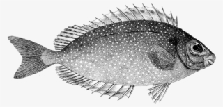 Siganus Fuscescens - Siganus Canaliculatus