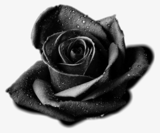 Rose Sticker - Black Rose Avatar