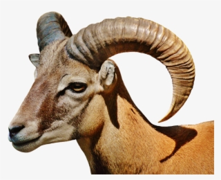 Gemstones For People Born In April - Running With Night Animals