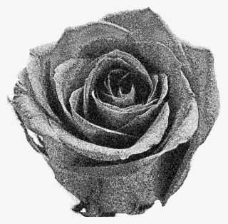 Large Red Roses Png Clipart - Rose