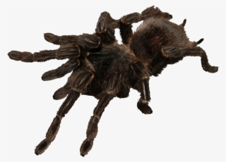 Saturday 28&29th Feb 2020, 11-4pm - Tarantula