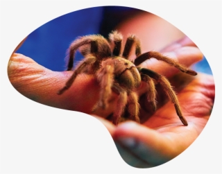 Reptile Prog Page - Insect
