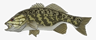 650 X 650 1 - Bass