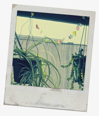 Picture Frame