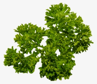 Parsley Png - Tree