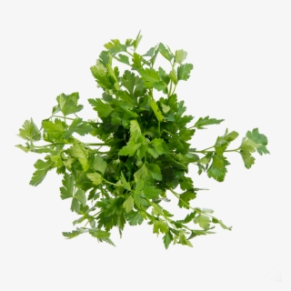 Flat Parsley - Parsley